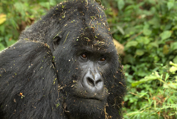 Mountain Gorilla on an African Safari