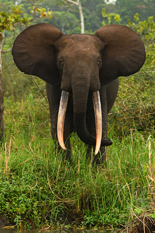 elephant - African Safari in Gabon credit Martin Royle