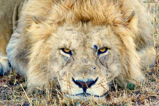 Lion on Safari in Kenya, Africa - credit Rhoda Perkins-Boyer
