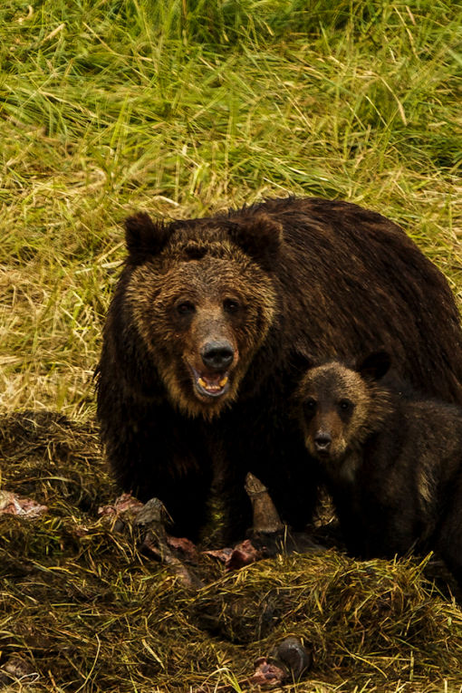 Grizzly Bear Family - credit Andre B. Erlich
