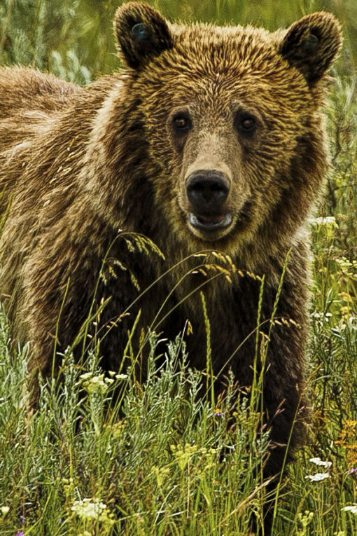 Beautiful Grizzly - credit Andre B. Erlich
