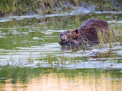 Beaver in Lamar River - credit NPS
