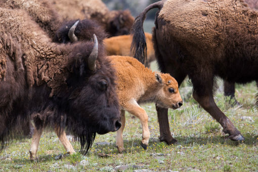 Bison Herd - credit NPS