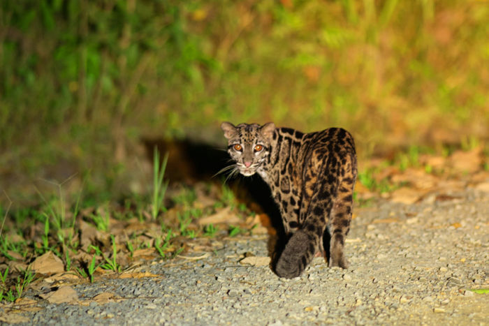 Sunda Clouded Leopard - Borneo, photo credit Martin Royle