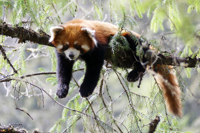 Red Panda - China, photo credit Martin Royle