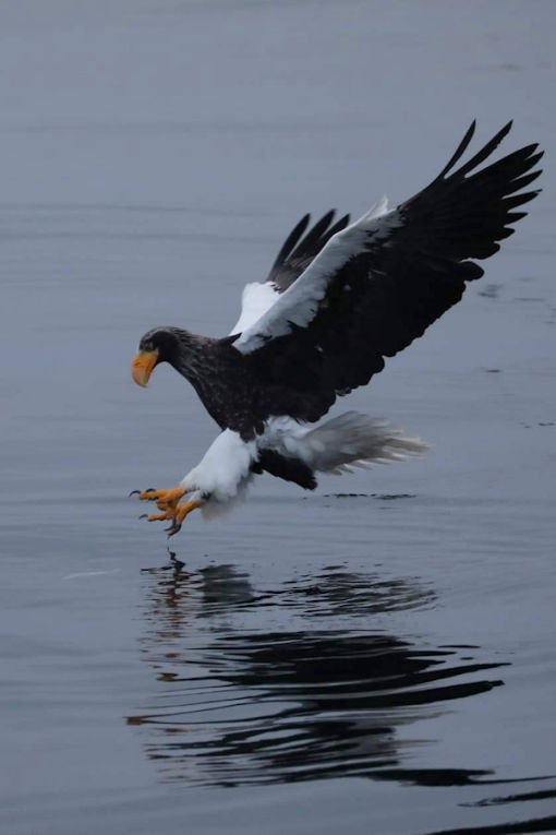 Sea Eagle - Japan