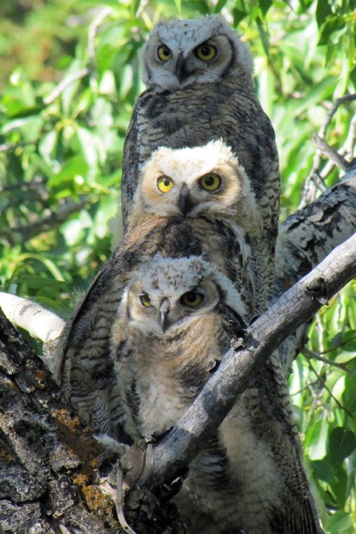Owlets family - credit NPS