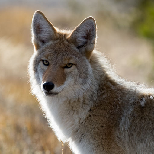 Coyote - credit NPS