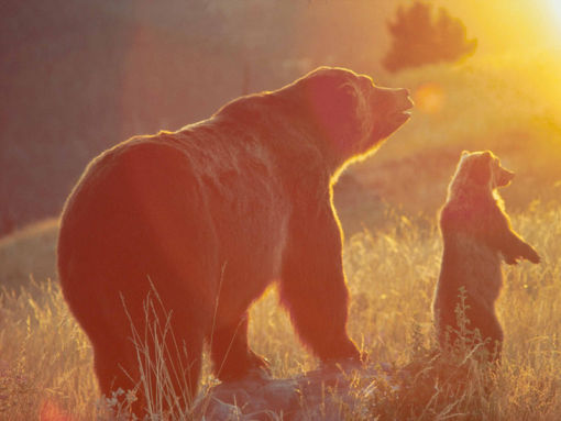Grizzly and cub at sunset - credit NPS