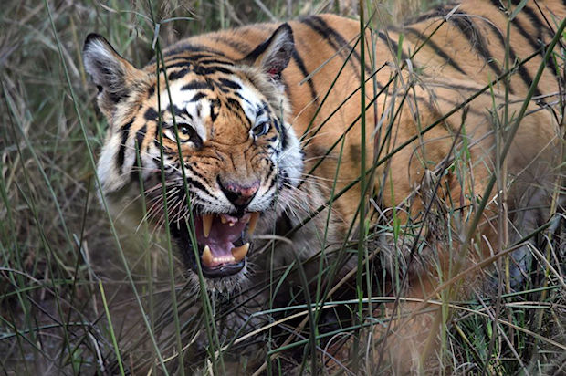 Indian Tiger - India Safari