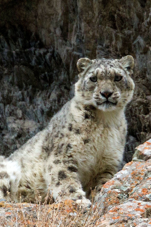 Snow Leopard on an Indian Safari - credit Steve Braun