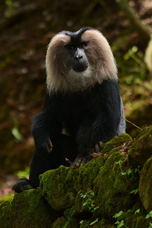Lion-tailed Macaque - India - credit Martin Royle