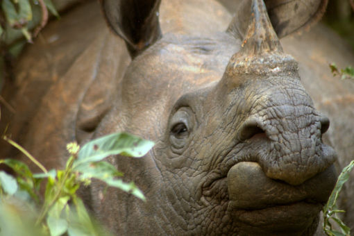 One-horned Rhino - Nepal - credit Martin Royle