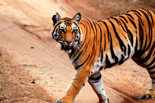 Tiger in India - credit Martin Royle