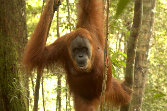 Sumatran Orangutan - Indonesia, photo credit Martin Royle