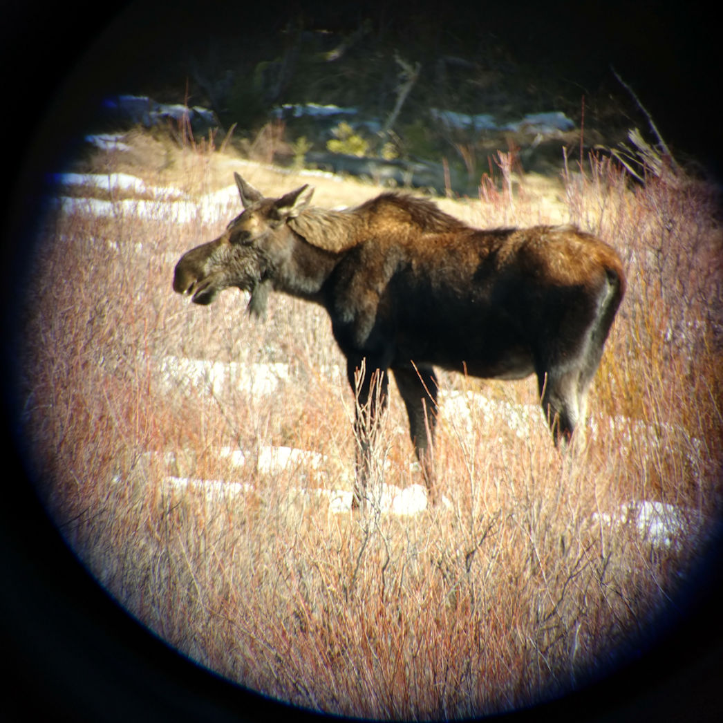 Moose in Yellowstone - credit Steve Braun