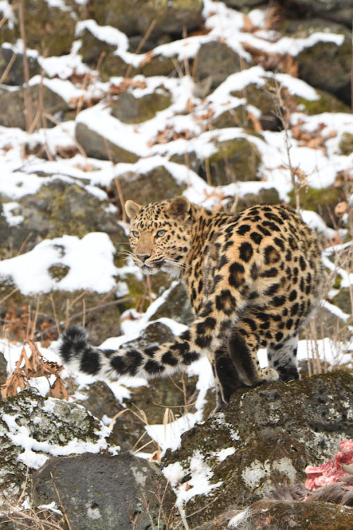 Leopard in Russia - credit Martin Royle