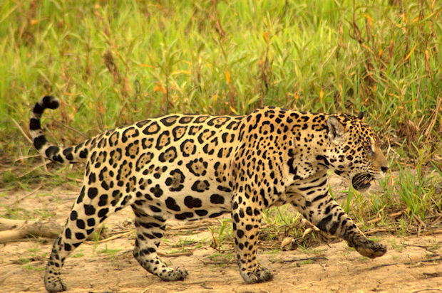 Jaguar on the South American Safari