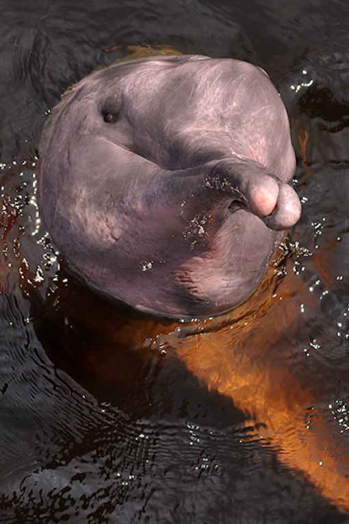 Boto Dolphin in the Amazon of Brazil - credit Steve Braun