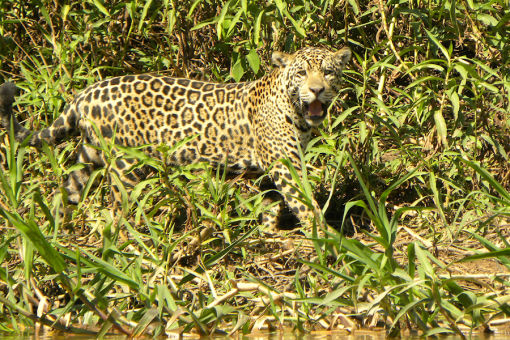 Jaguar in Brazil - credit Steve Braun